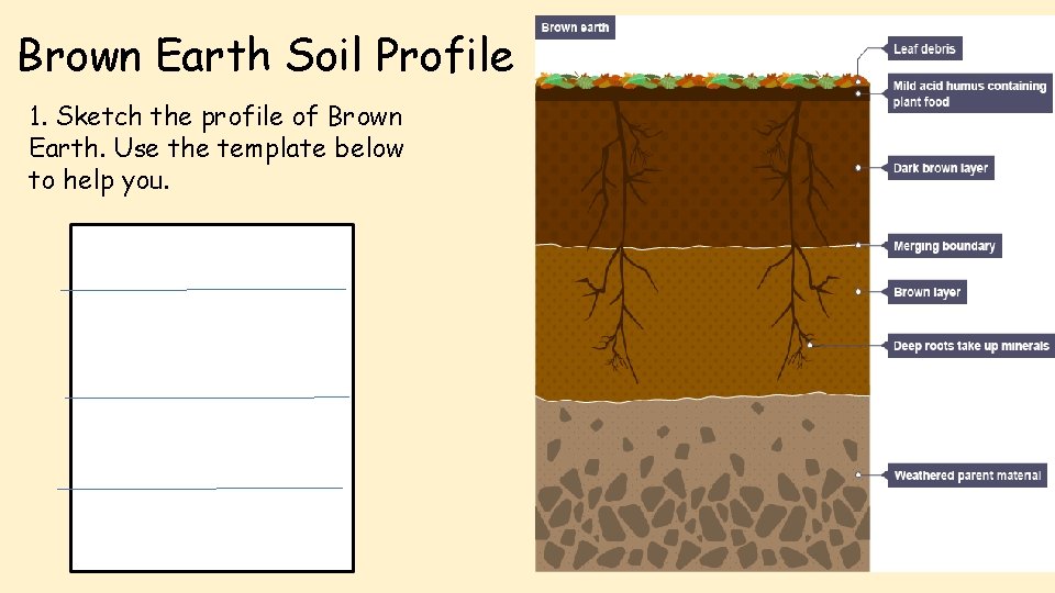 Brown Earth Soil Profile 1. Sketch the profile of Brown Earth. Use the template