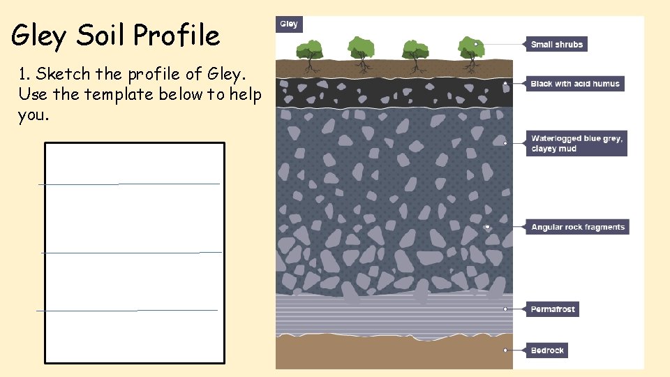 Gley Soil Profile 1. Sketch the profile of Gley. Use the template below to