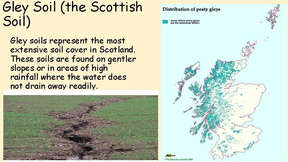 Gley Soil (the Scottish Soil) Gley soils represent the most extensive soil cover in