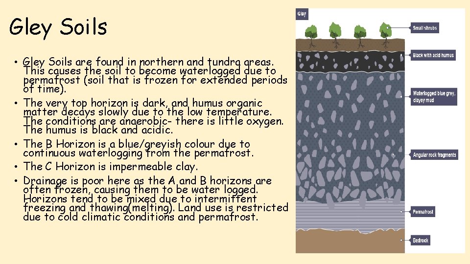 Gley Soils • Gley Soils are found in northern and tundra areas. This causes