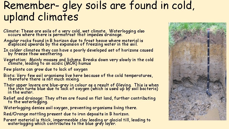 Remember- gley soils are found in cold, upland climates Climate: These are soils of