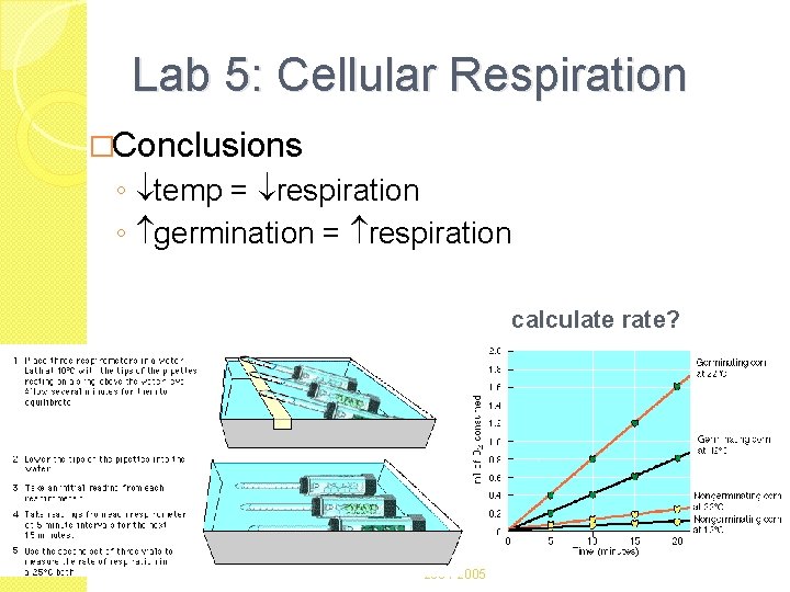 Lab 5: Cellular Respiration �Conclusions ◦ temp = respiration ◦ germination = respiration calculate