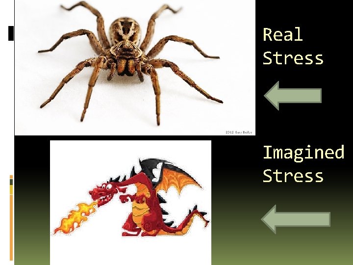 Real Stress Imagined Stress 