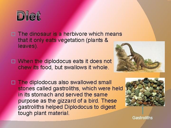 Diet � The dinosaur is a herbivore which means that it only eats vegetation