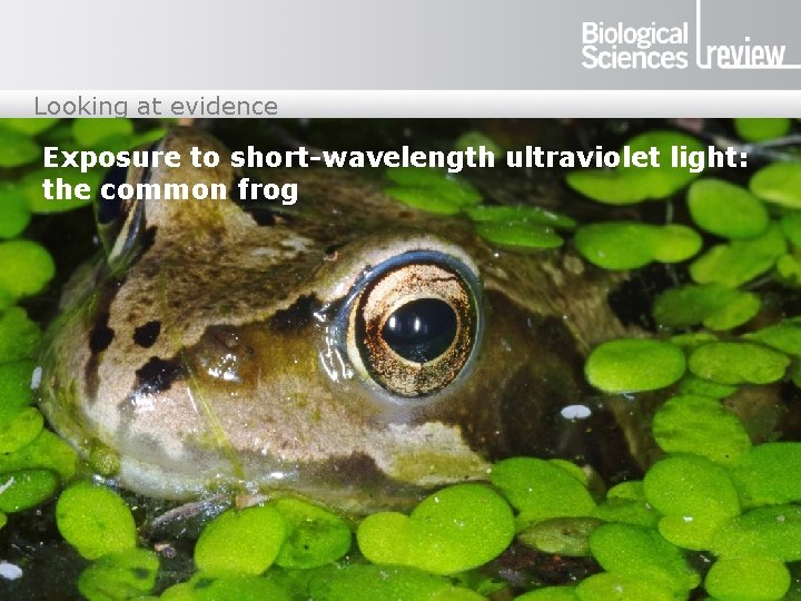 Looking at evidence Exposure to short-wavelength ultraviolet light: the common frog 