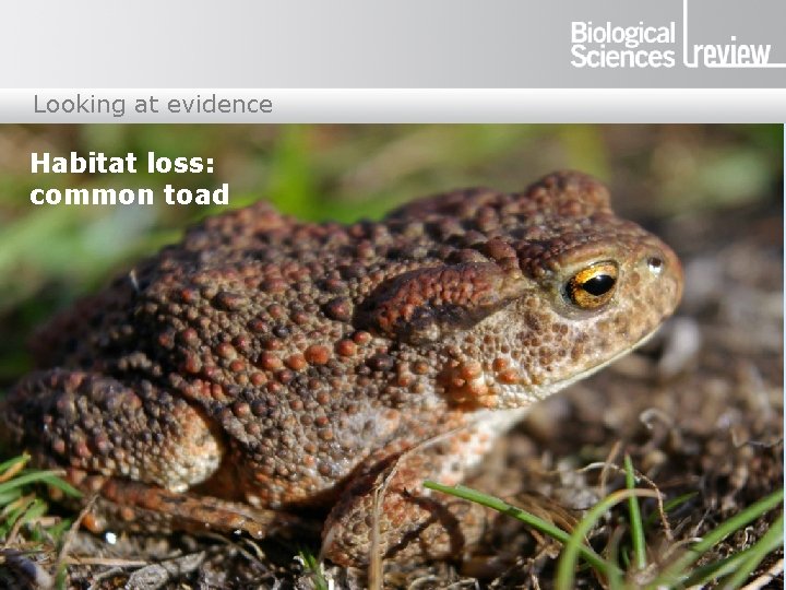 Looking at evidence Habitat loss: common toad 