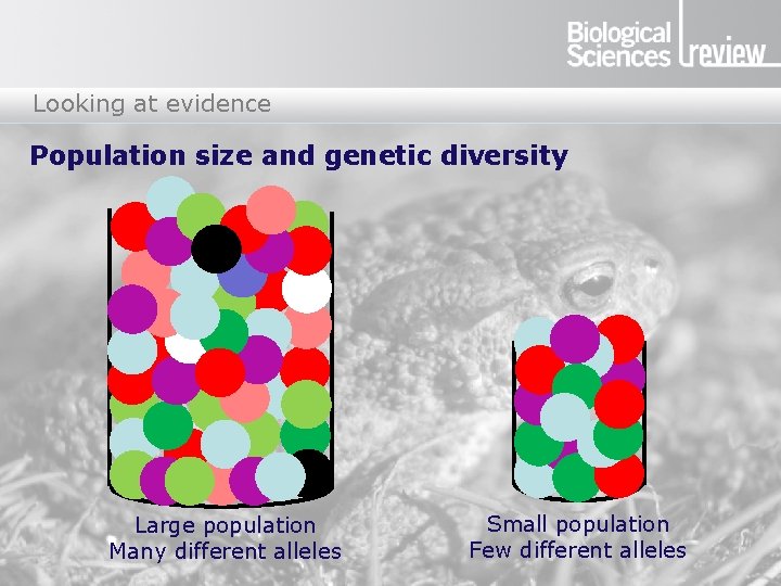 Looking at evidence Population size and genetic diversity Large population Many different alleles Small