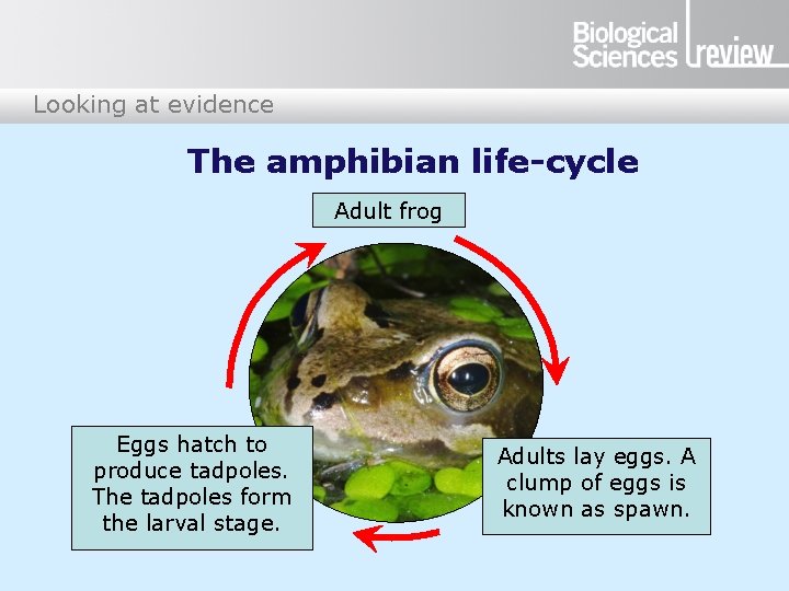 Looking at evidence The amphibian life-cycle Adult frog Eggs hatch to produce tadpoles. The