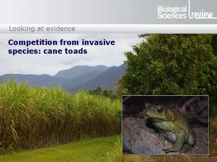 Looking at evidence Competition from invasive species: cane toads 