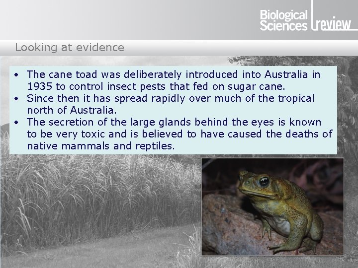 Looking at evidence • The cane toad was deliberately introduced into Australia in 1935