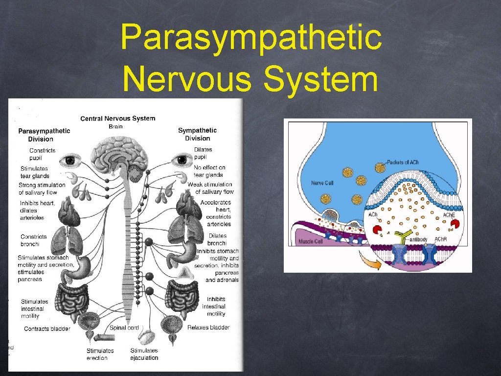 Parasympathetic Nervous System 