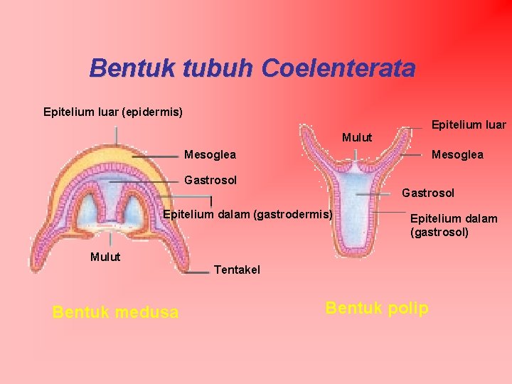 Bentuk tubuh Coelenterata Epitelium luar (epidermis) Epitelium luar Mulut Mesoglea Gastrosol Epitelium dalam (gastrodermis)