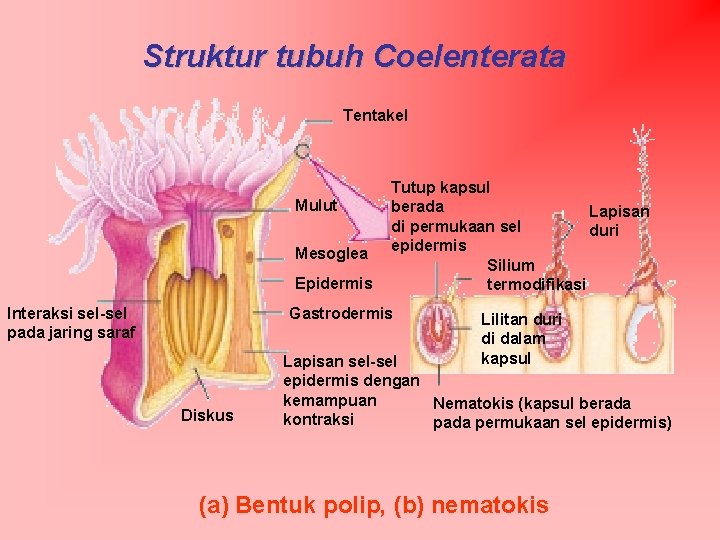 Struktur tubuh Coelenterata Tentakel Mulut Mesoglea Epidermis Interaksi sel-sel pada jaring saraf Tutup kapsul