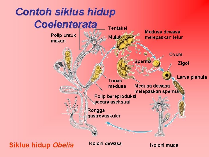 Contoh siklus hidup Coelenterata Tentakel Polip untuk makan Mulut Medusa dewasa melepaskan telur Ovum