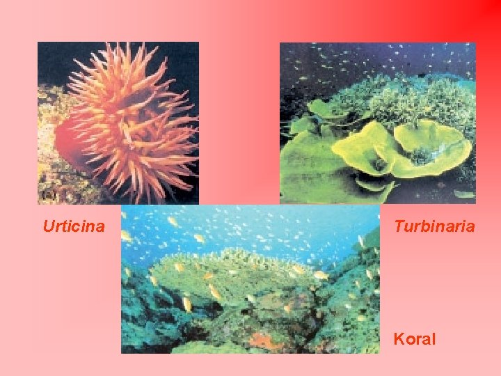 Urticina Turbinaria Koral 