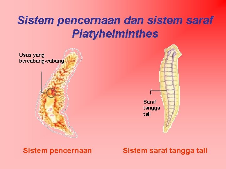 Sistem pencernaan dan sistem saraf Platyhelminthes Usus yang bercabang-cabang Saraf tangga tali Sistem pencernaan