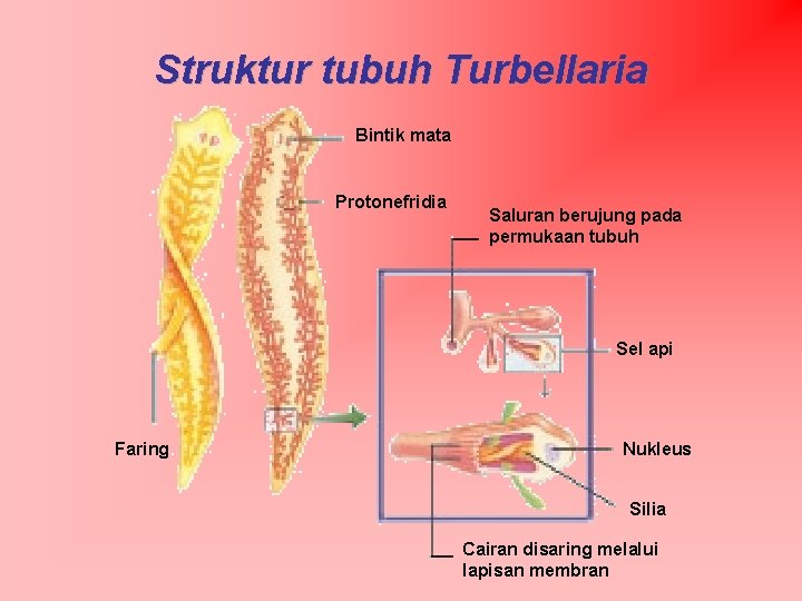 Struktur tubuh Turbellaria Bintik mata Protonefridia Saluran berujung pada permukaan tubuh Sel api Faring