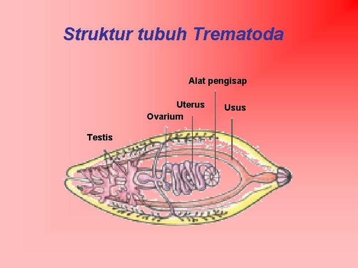 Struktur tubuh Trematoda Alat pengisap Uterus Ovarium Testis Usus 