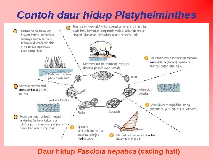 Contoh daur hidup Platyhelminthes Daur hidup Fasciola hepatica (cacing hati) 