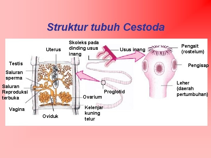 Struktur tubuh Cestoda Uterus Skoleks pada dinding usus inang Usus inang Testis Pengait (rostelum)
