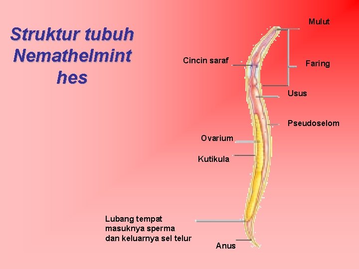 Struktur tubuh Nemathelmint hes Mulut Cincin saraf Faring Usus Pseudoselom Ovarium Kutikula Lubang tempat