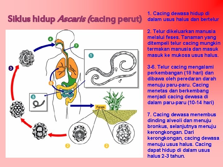 Siklus hidup Ascaris (cacing perut) 1. Cacing dewasa hidup di dalam usus halus dan