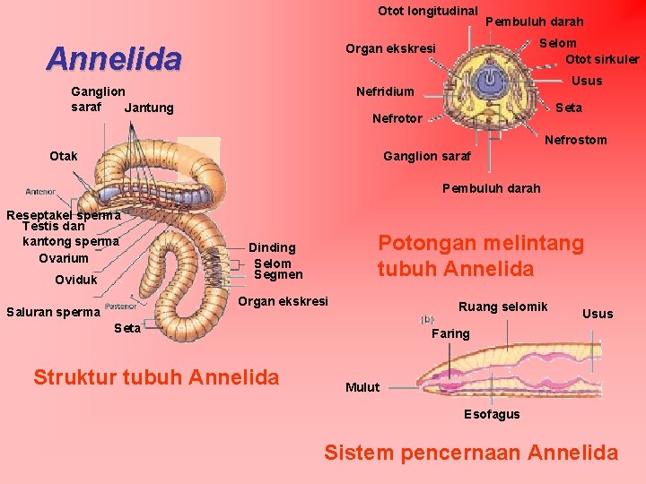 Otot longitudinal Annelida Pembuluh darah Selom Otot sirkuler Organ ekskresi Ganglion saraf Jantung Usus