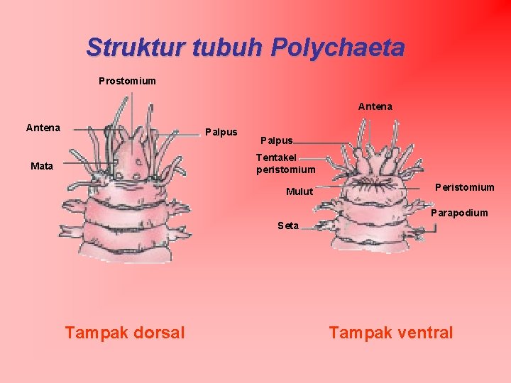 Struktur tubuh Polychaeta Prostomium Antena Palpus Tentakel peristomium Mata Mulut Peristomium Parapodium Seta Tampak