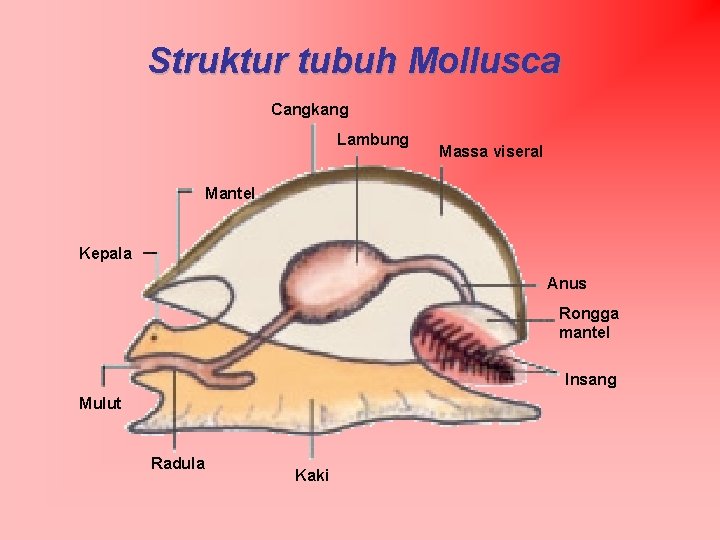 Struktur tubuh Mollusca Cangkang Lambung Massa viseral Mantel Kepala Anus Rongga mantel Insang Mulut