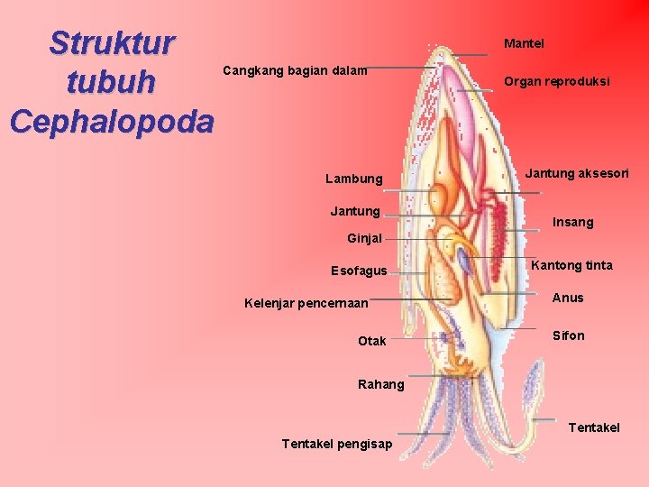 Struktur tubuh Cephalopoda Mantel Cangkang bagian dalam Lambung Jantung Organ reproduksi Jantung aksesori Insang