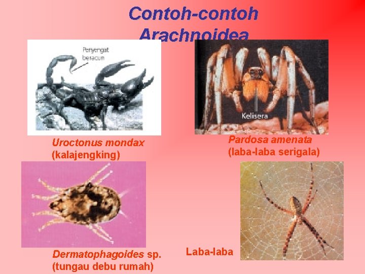 Contoh-contoh Arachnoidea Uroctonus mondax (kalajengking) Dermatophagoides sp. (tungau debu rumah) Pardosa amenata (laba-laba serigala)
