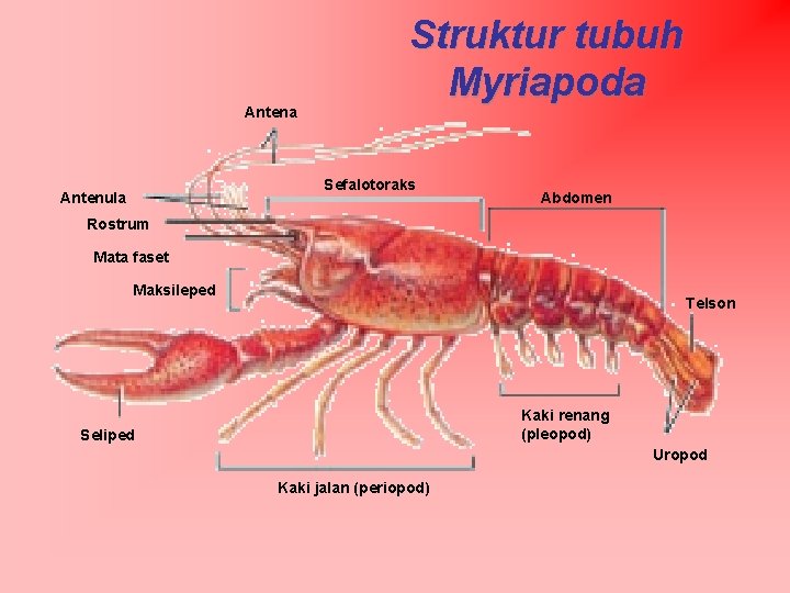 Antena Struktur tubuh Myriapoda Sefalotoraks Antenula Abdomen Rostrum Mata faset Maksileped Telson Kaki renang