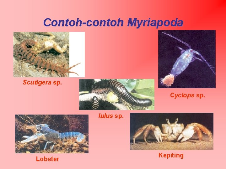 Contoh-contoh Myriapoda Scutigera sp. Cyclops sp. Iulus sp. Lobster Kepiting 