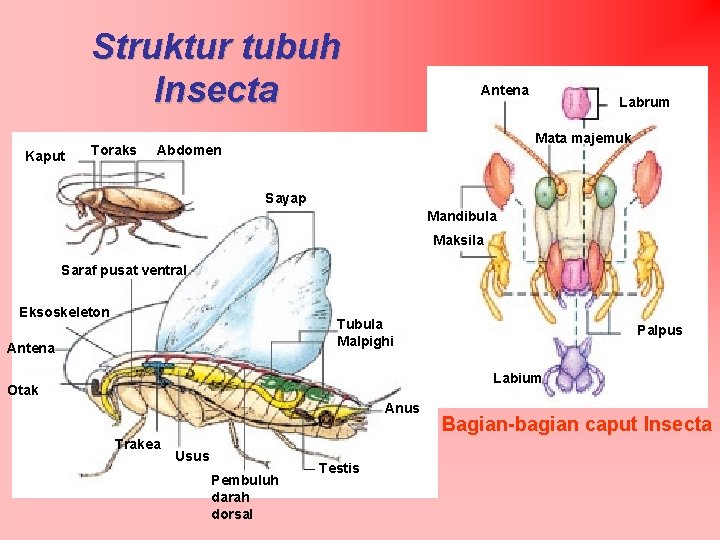 Struktur tubuh Insecta Kaput Toraks Antena Labrum Mata majemuk Abdomen Sayap Mandibula Maksila Saraf