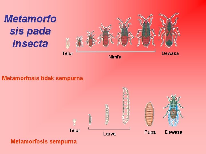 Metamorfo sis pada Insecta Telur Dewasa Nimfa Metamorfosis tidak sempurna Telur Metamorfosis sempurna Larva