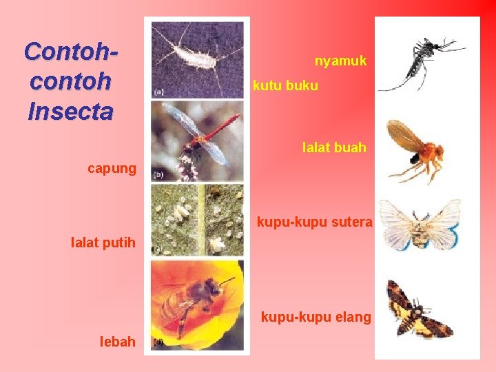 Contohcontoh Insecta nyamuk kutu buku lalat buah capung kupu-kupu sutera lalat putih kupu-kupu elang