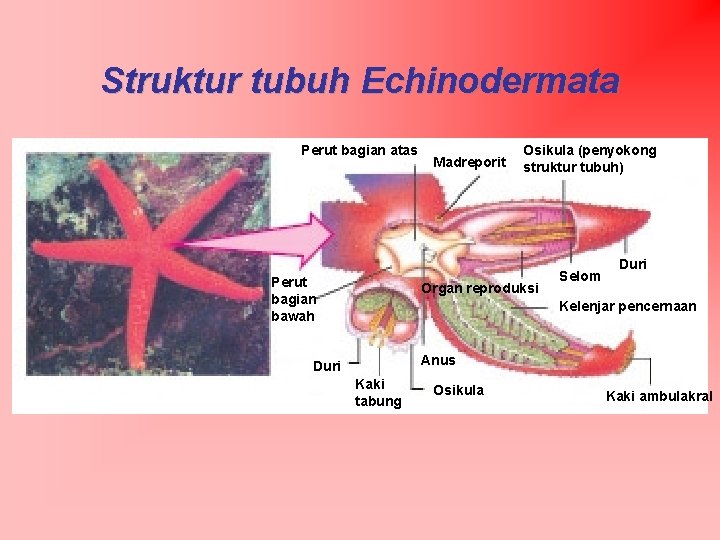 Struktur tubuh Echinodermata Perut bagian atas Perut bagian bawah Madreporit Osikula (penyokong struktur tubuh)