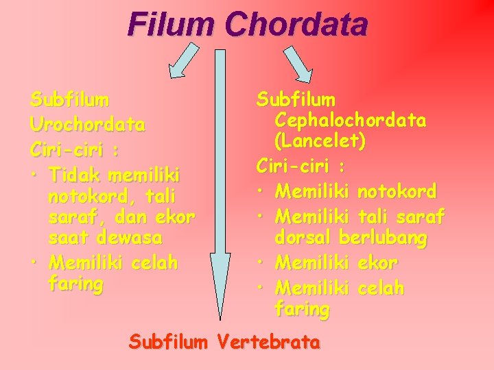 Filum Chordata Subfilum Urochordata Ciri-ciri : • Tidak memiliki notokord, tali saraf, dan ekor