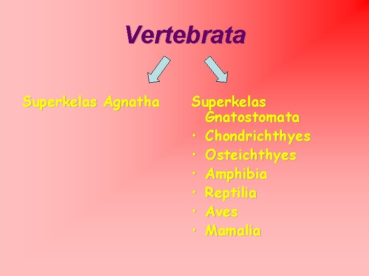 Vertebrata Superkelas Agnatha Superkelas Gnatostomata • Chondrichthyes • Osteichthyes • Amphibia • Reptilia •