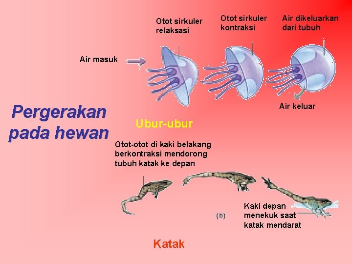 Otot sirkuler relaksasi Otot sirkuler kontraksi Air dikeluarkan dari tubuh Air masuk Pergerakan pada