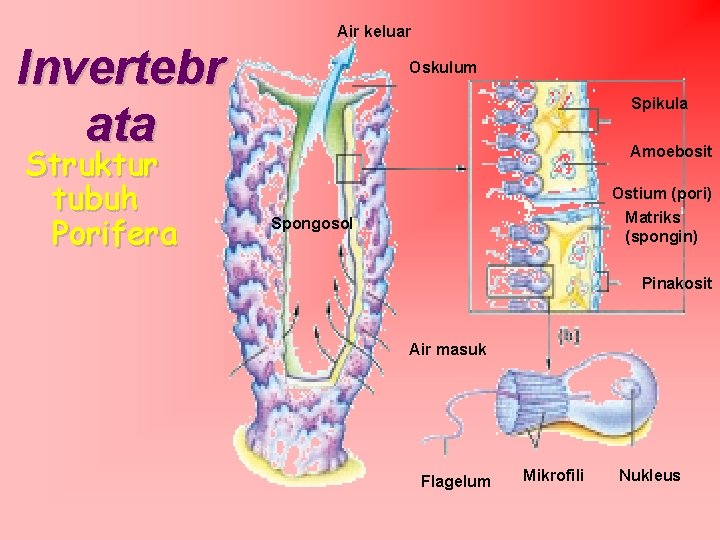 Invertebr ata Struktur tubuh Porifera Air keluar Oskulum Spikula Amoebosit Ostium (pori) Matriks (spongin)