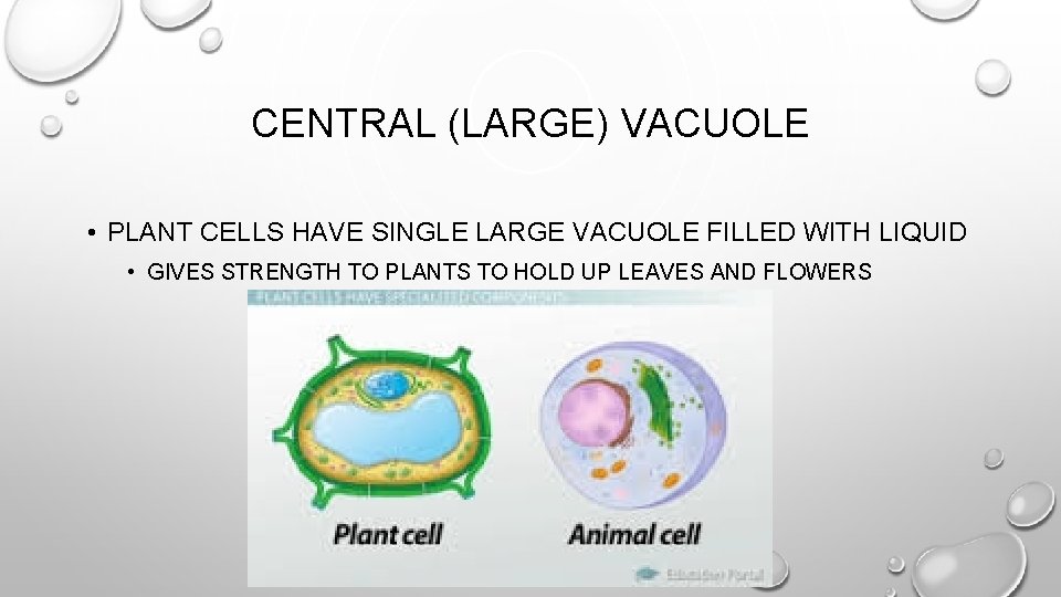 CENTRAL (LARGE) VACUOLE • PLANT CELLS HAVE SINGLE LARGE VACUOLE FILLED WITH LIQUID •