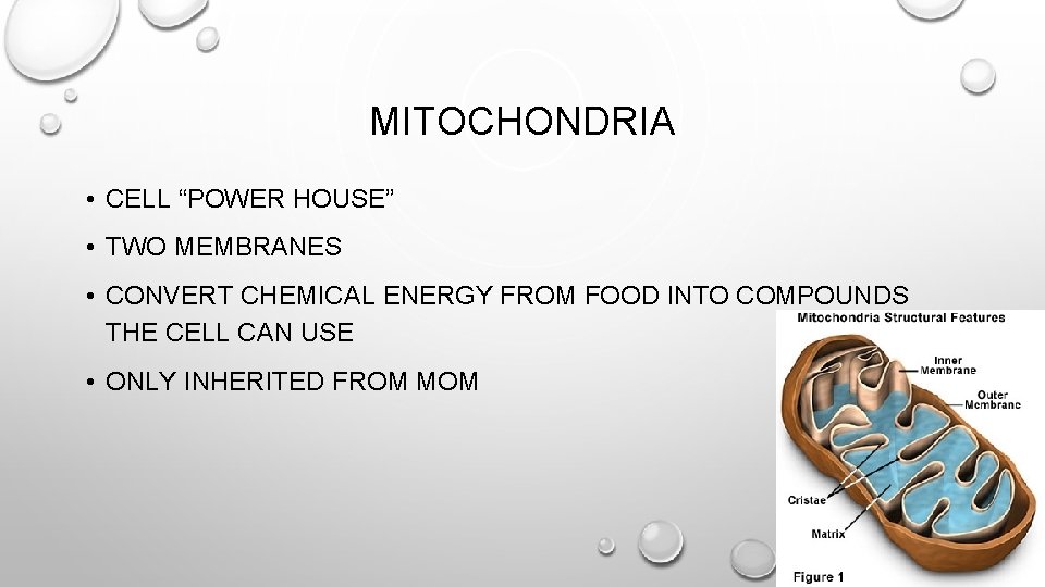 MITOCHONDRIA • CELL “POWER HOUSE” • TWO MEMBRANES • CONVERT CHEMICAL ENERGY FROM FOOD