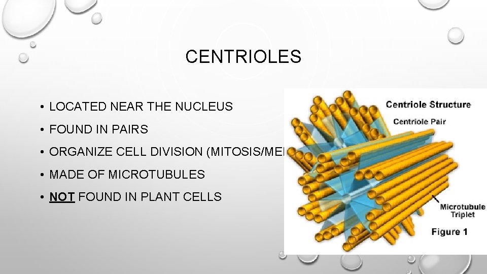 CENTRIOLES • LOCATED NEAR THE NUCLEUS • FOUND IN PAIRS • ORGANIZE CELL DIVISION