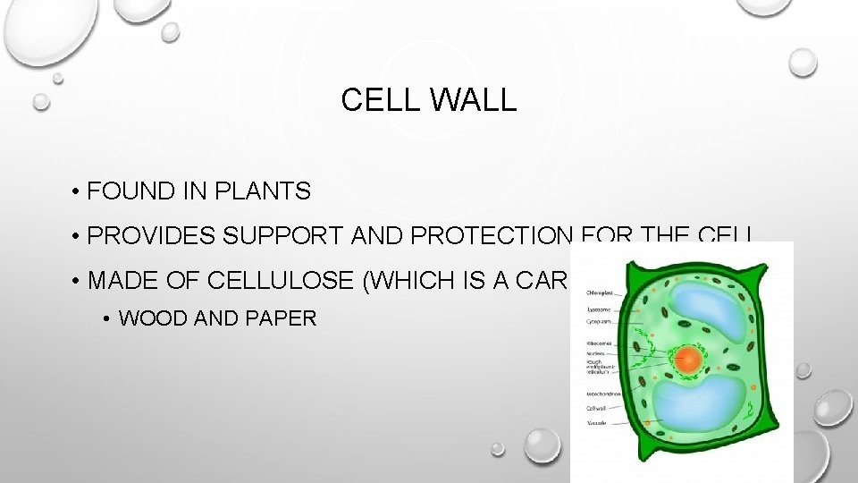 CELL WALL • FOUND IN PLANTS • PROVIDES SUPPORT AND PROTECTION FOR THE CELL