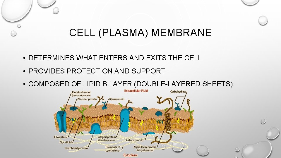 CELL (PLASMA) MEMBRANE • DETERMINES WHAT ENTERS AND EXITS THE CELL • PROVIDES PROTECTION