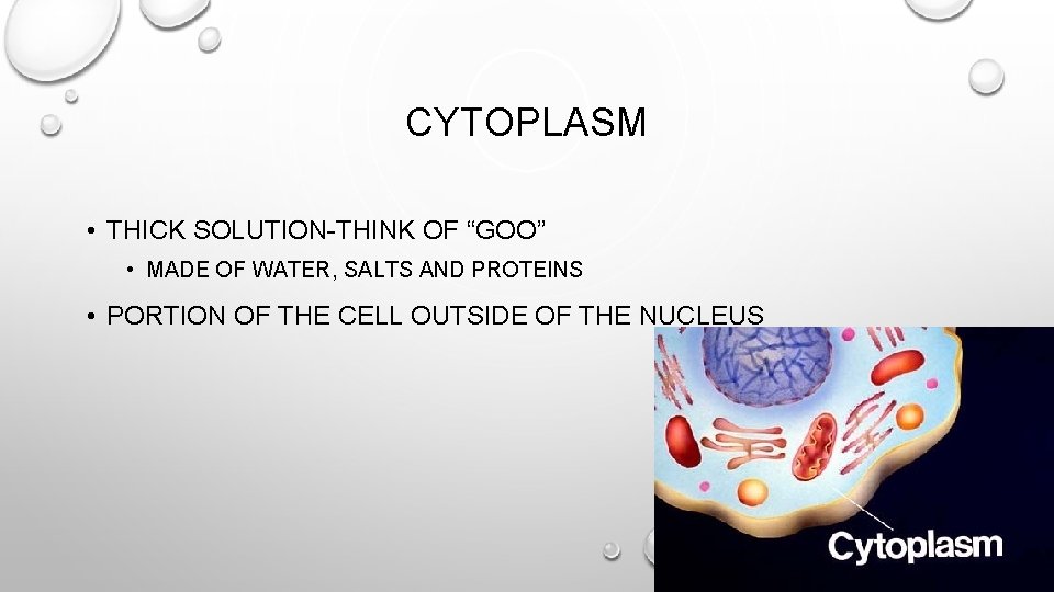 CYTOPLASM • THICK SOLUTION-THINK OF “GOO” • MADE OF WATER, SALTS AND PROTEINS •