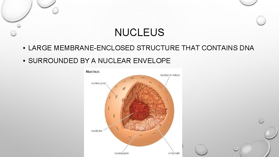 NUCLEUS • LARGE MEMBRANE-ENCLOSED STRUCTURE THAT CONTAINS DNA • SURROUNDED BY A NUCLEAR ENVELOPE