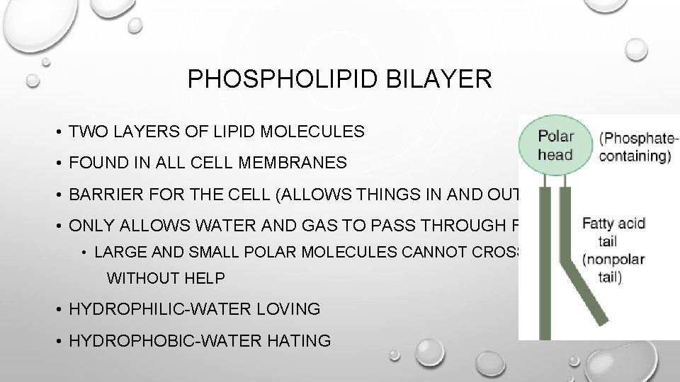 PHOSPHOLIPID BILAYER • TWO LAYERS OF LIPID MOLECULES • FOUND IN ALL CELL MEMBRANES