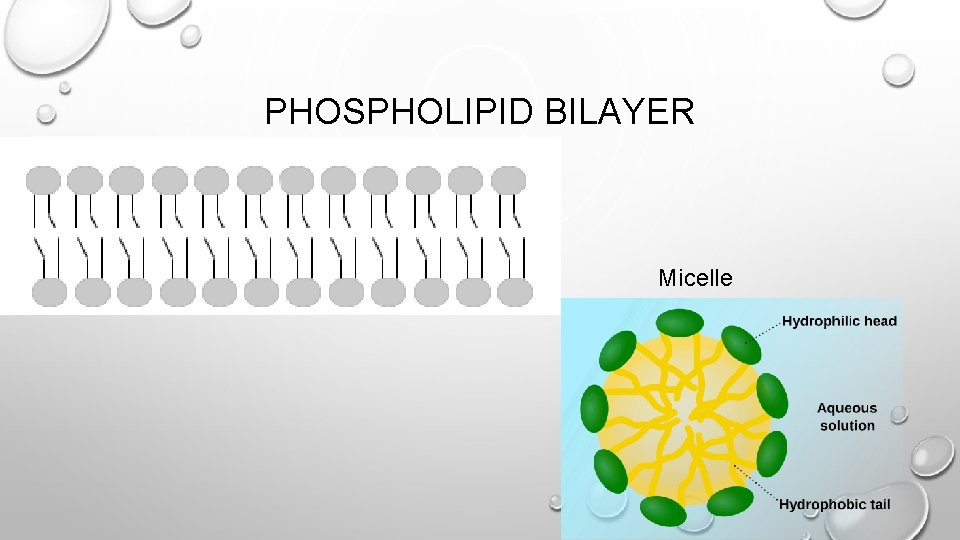 PHOSPHOLIPID BILAYER Micelle 